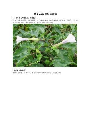 常见60种野生中草药
