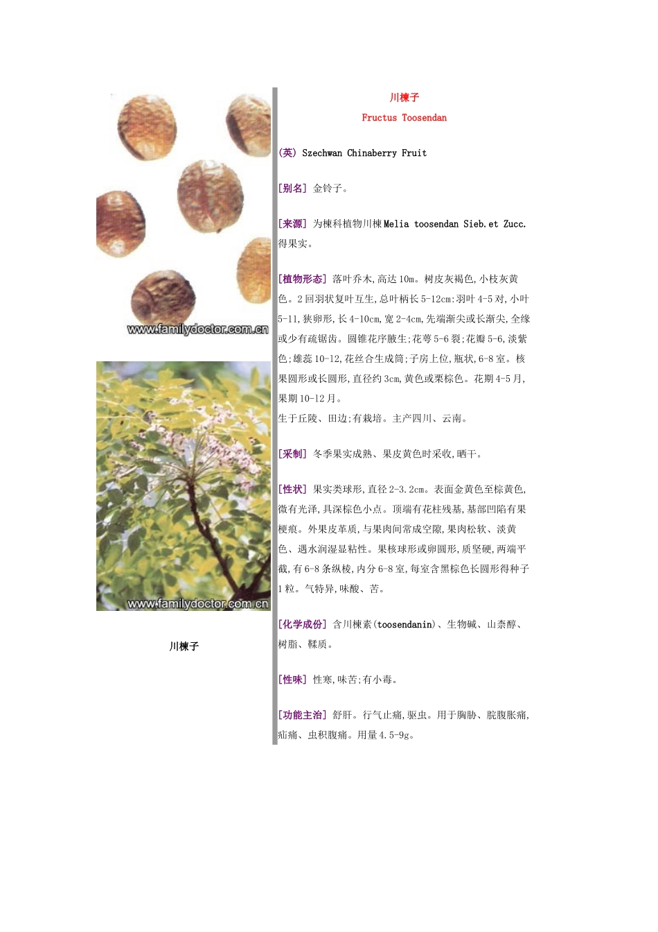 常见中草药—果实类_第3页