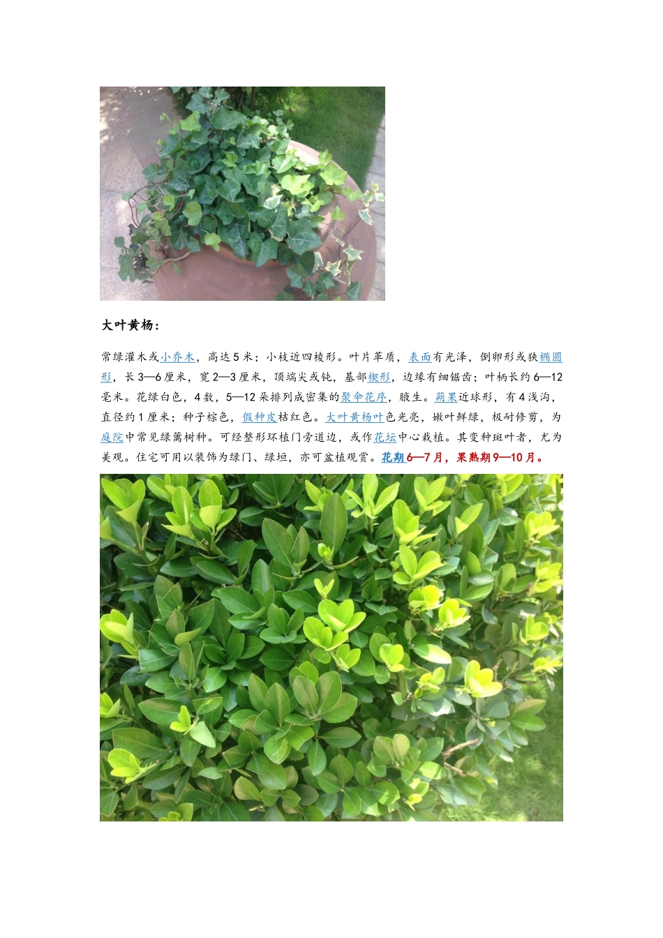 常见园林景观植物一览_第2页