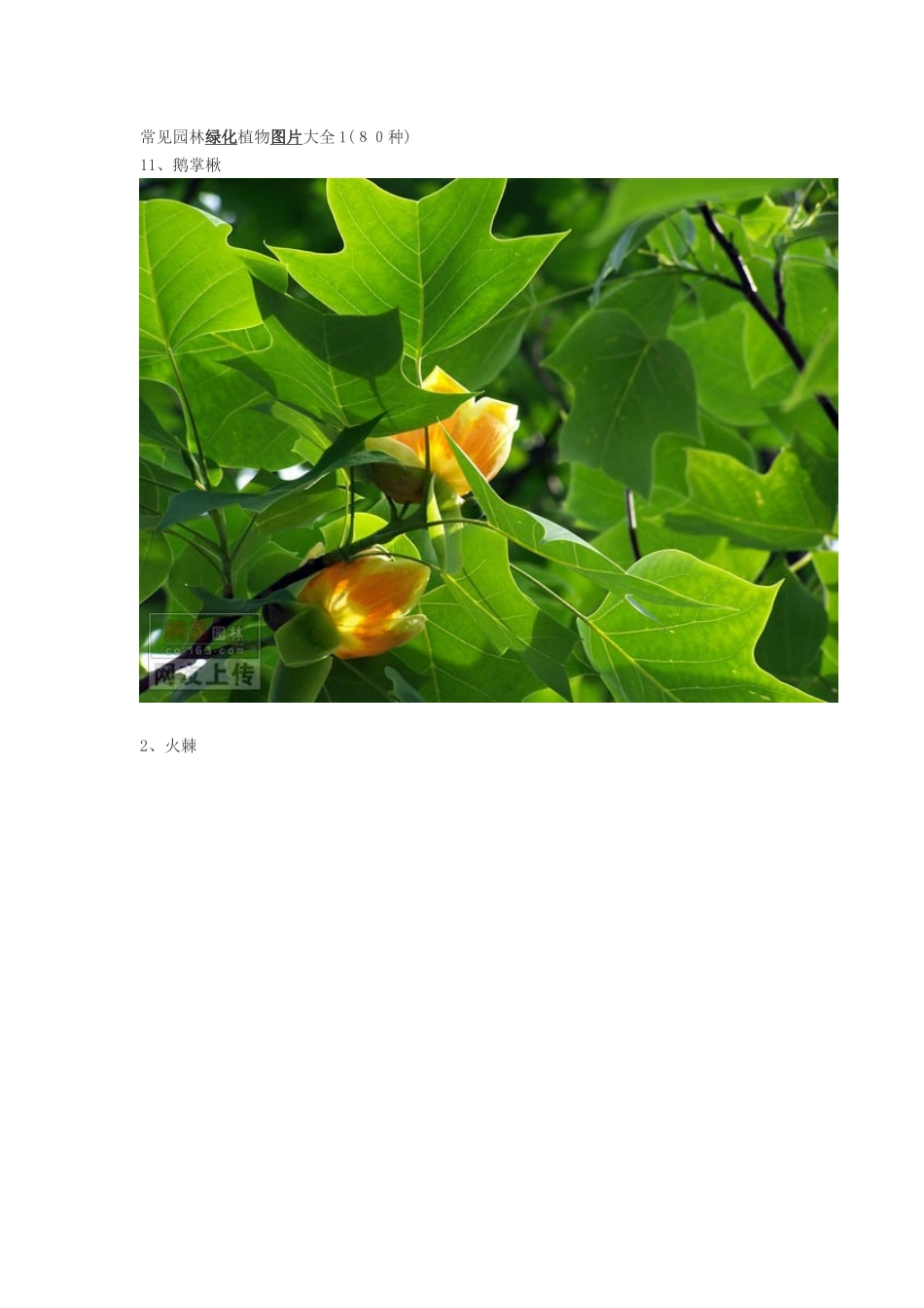 常见园林绿化植物图片大全_第1页