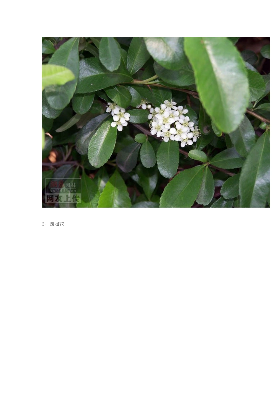 常见园林绿化植物图片大全_第2页