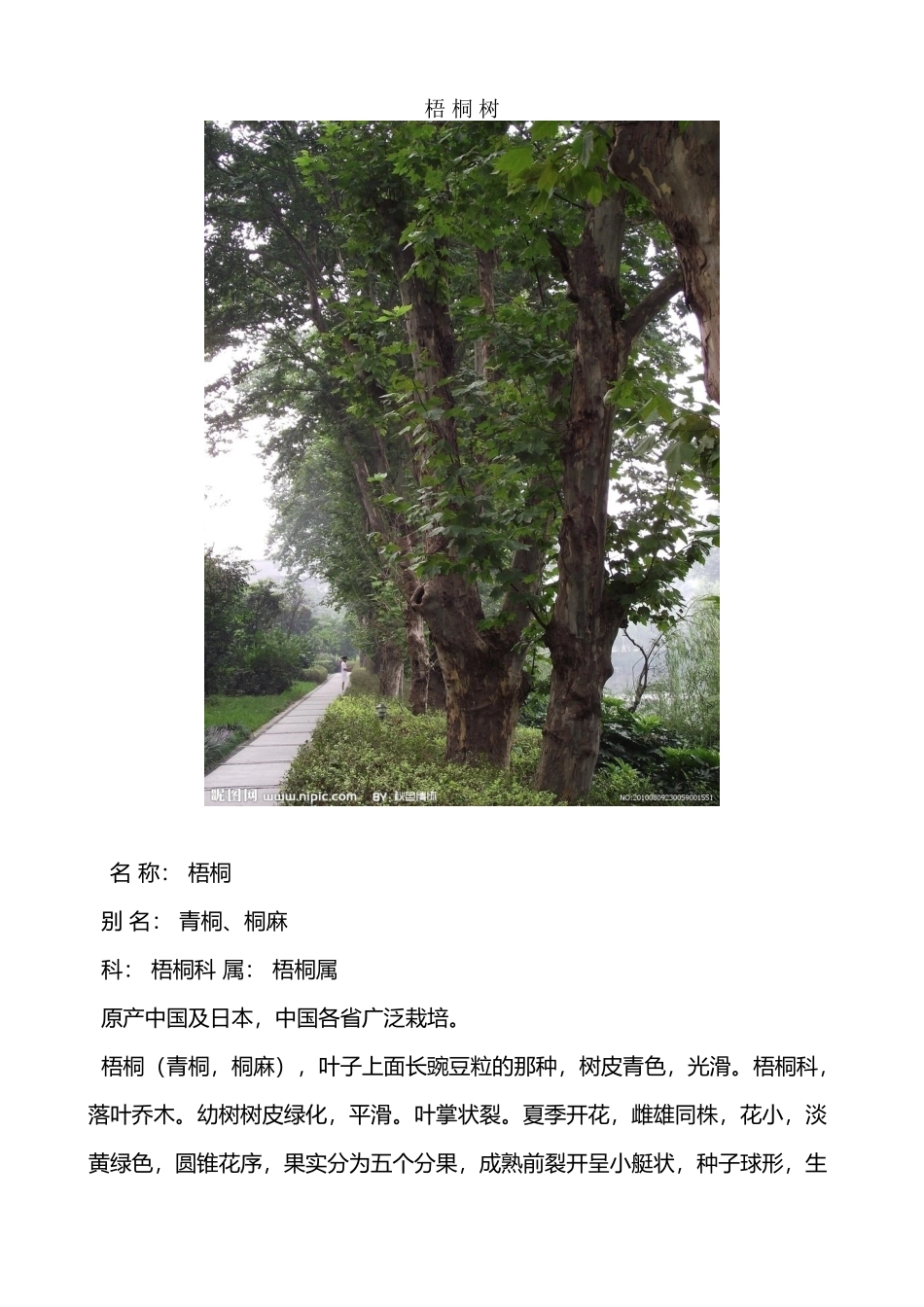 常见树木图片及简介_第2页