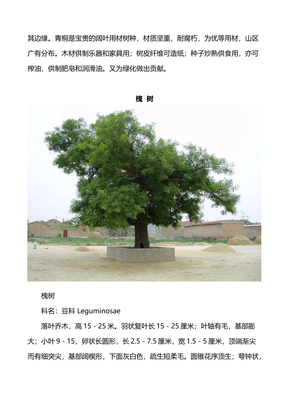 常见树木图片及简介_第3页