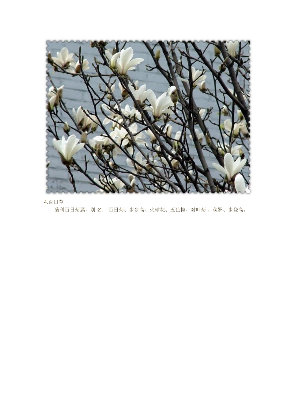 常见的植物100余种_第3页