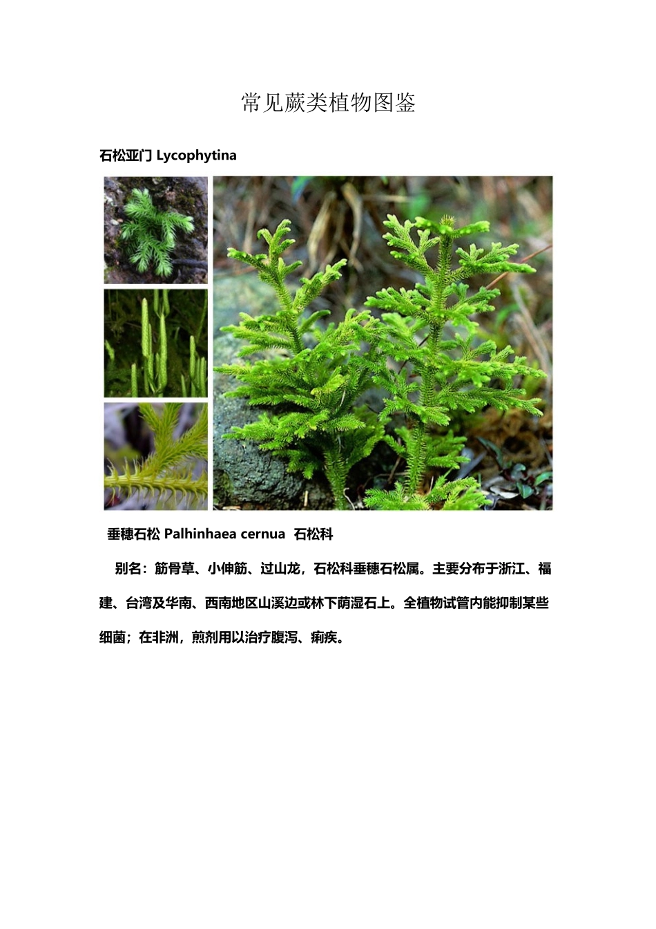 常见蕨类植物图鉴_第2页