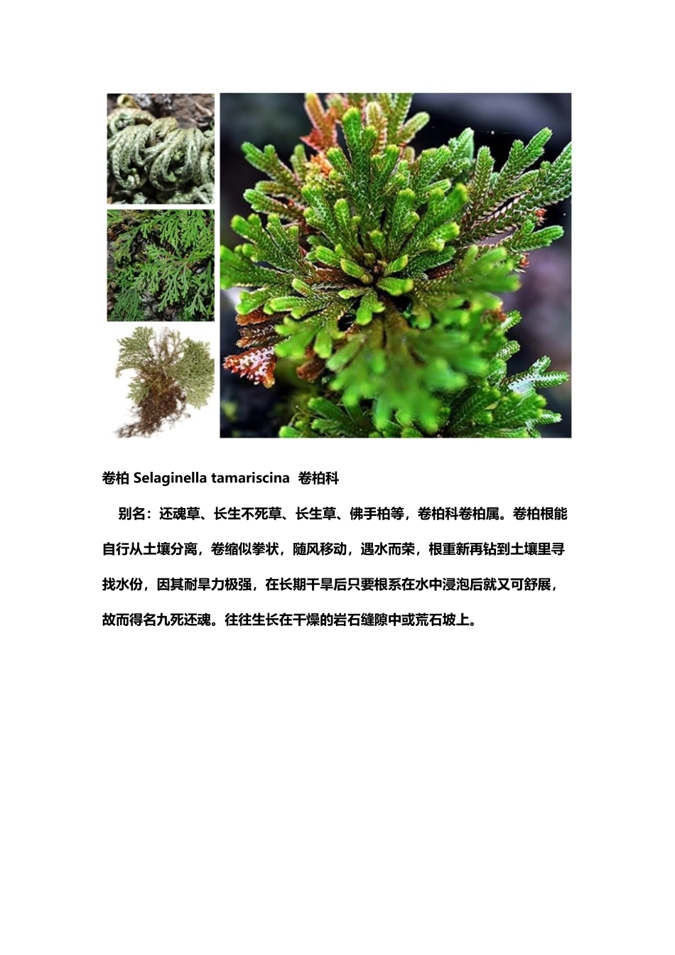 常见蕨类植物图鉴_第3页