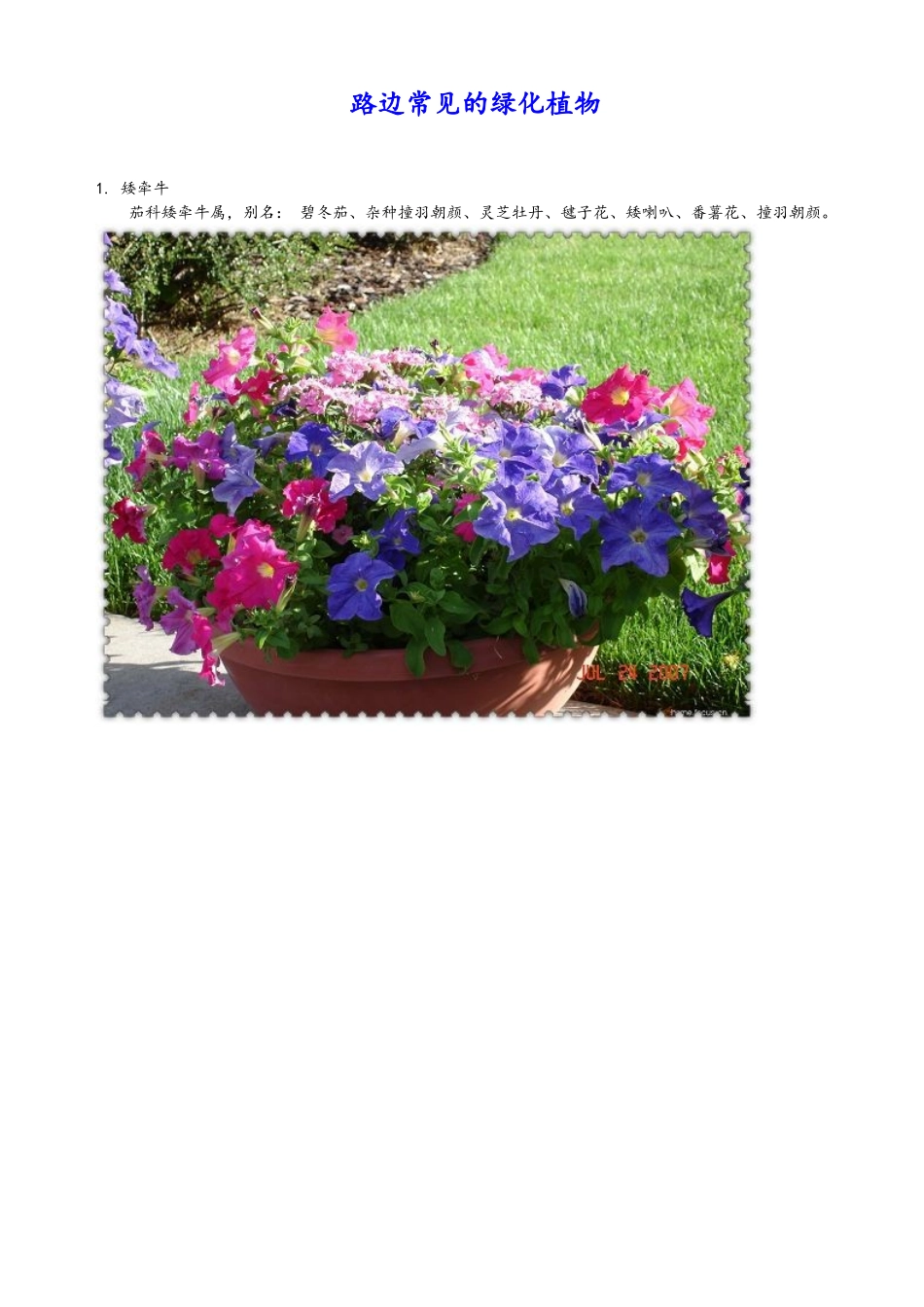 常见道路绿化、园林绿化植物百余种_第1页