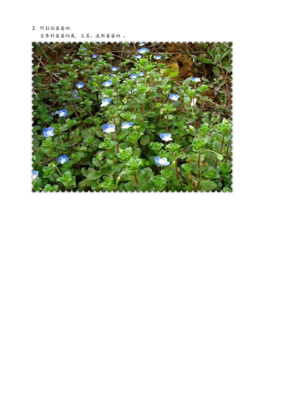 常见道路绿化、园林绿化植物百余种_第2页