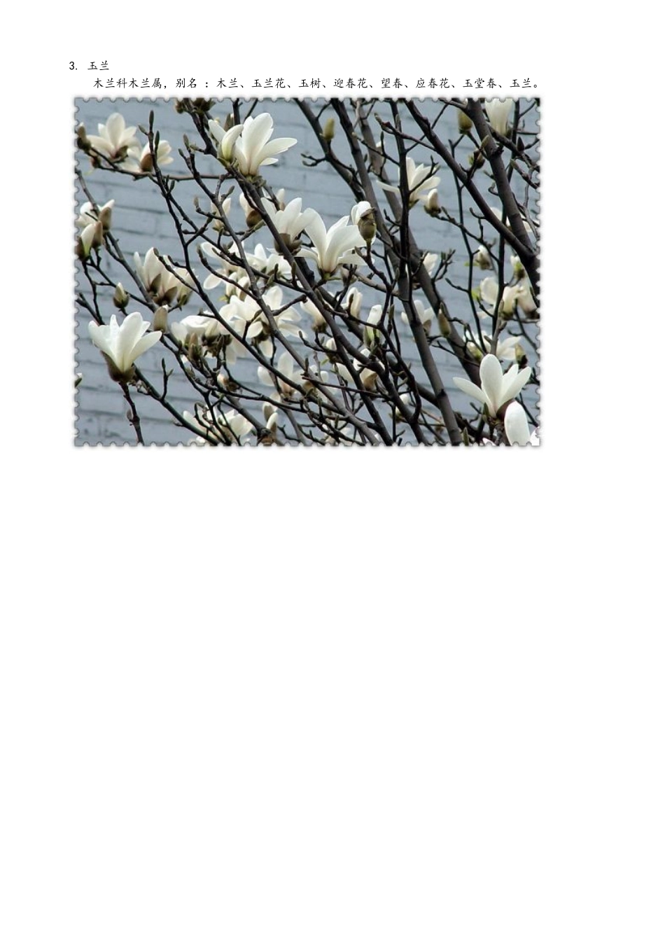 常见道路绿化、园林绿化植物百余种_第3页