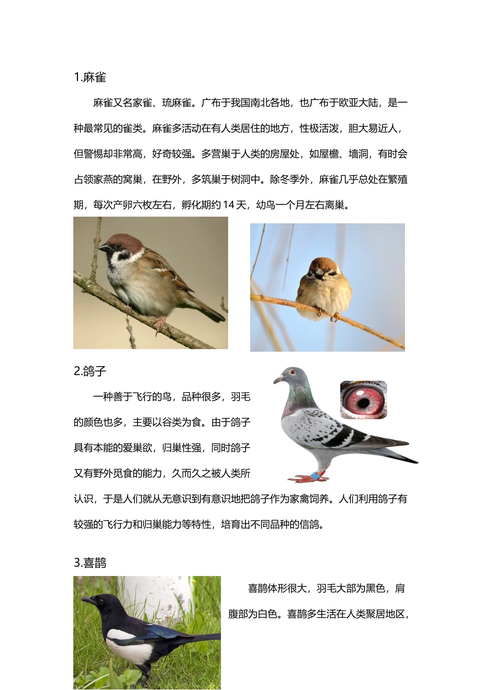 常见鸟类简介_第2页