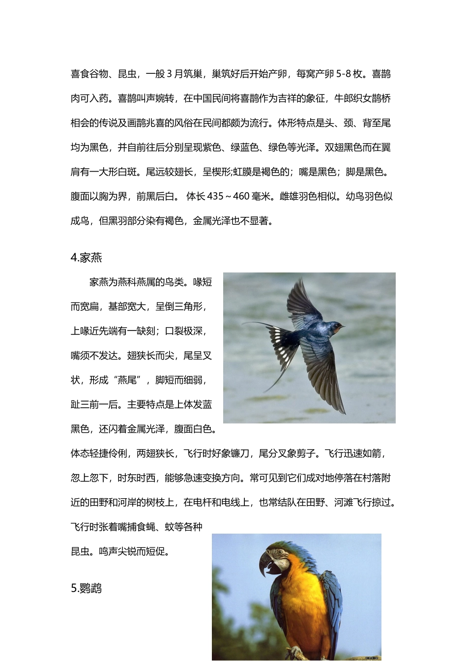 常见鸟类简介_第3页