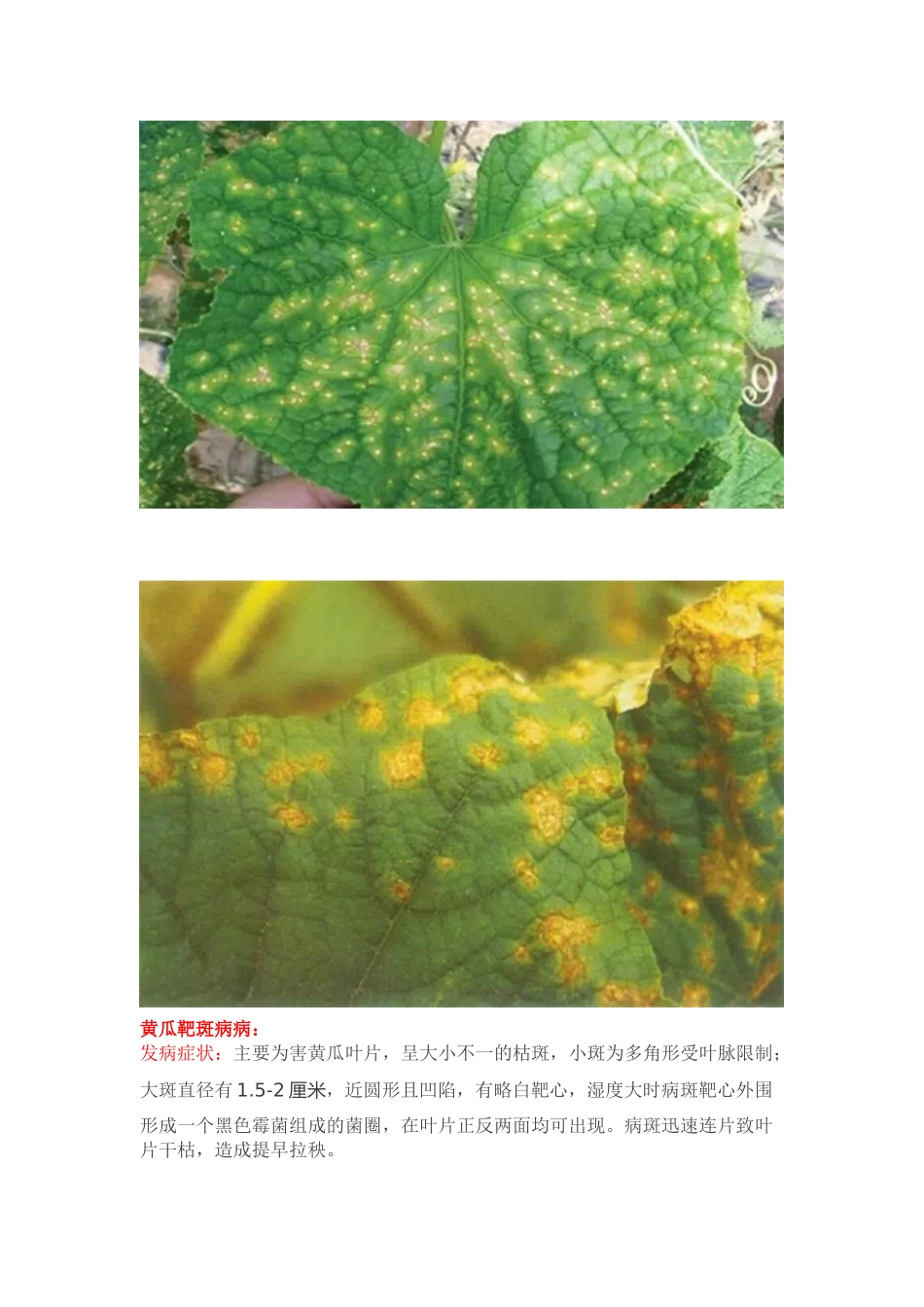 常见黄瓜病害大全_第2页