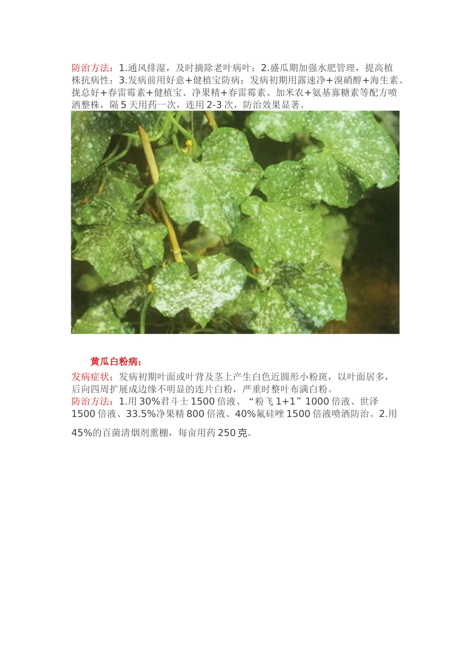 常见黄瓜病害大全_第3页