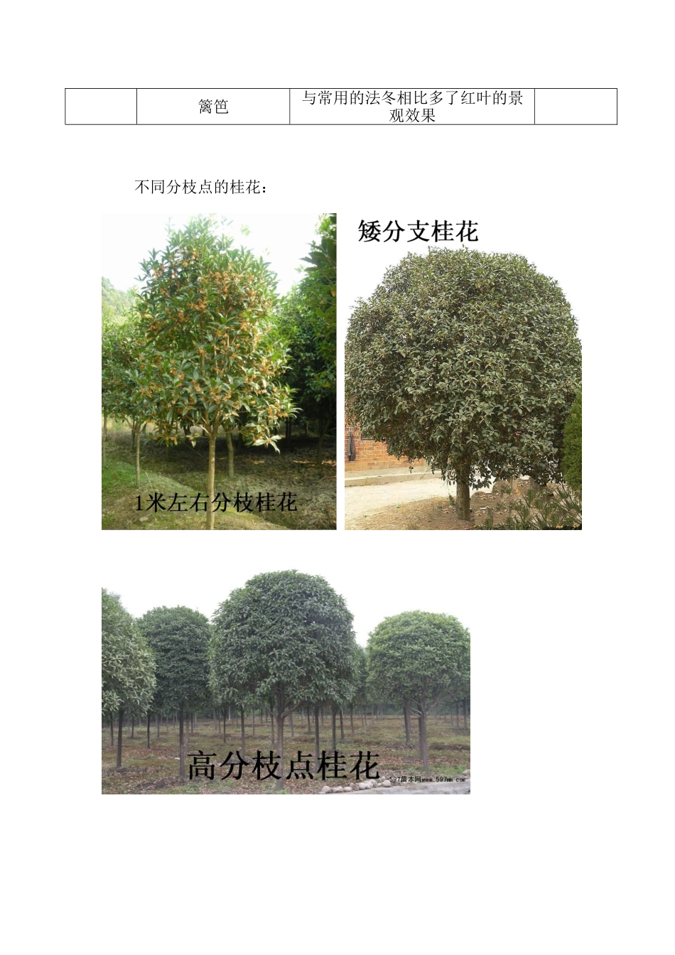 常规苗木苗圃种植规划_第2页