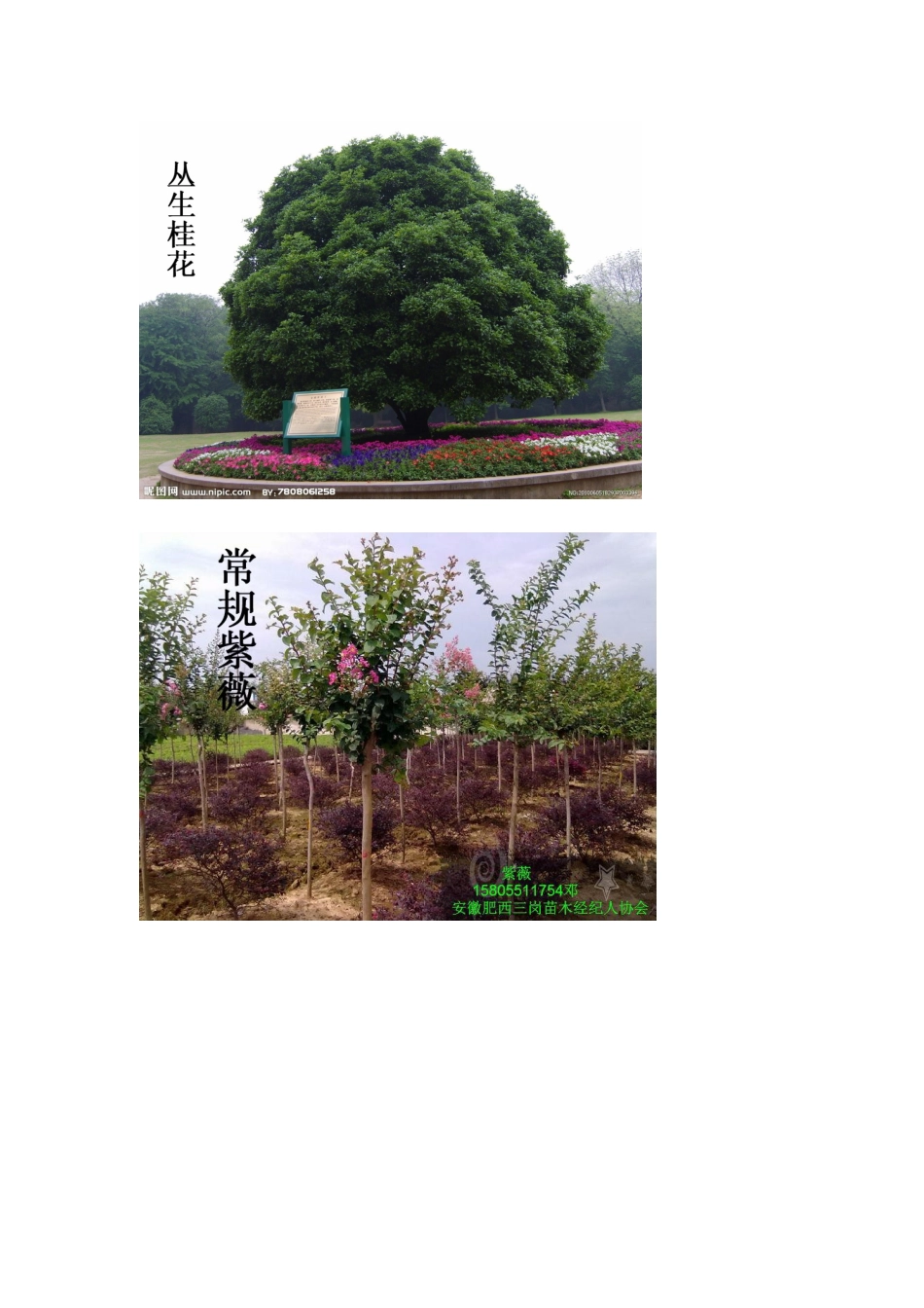 常规苗木苗圃种植规划_第3页