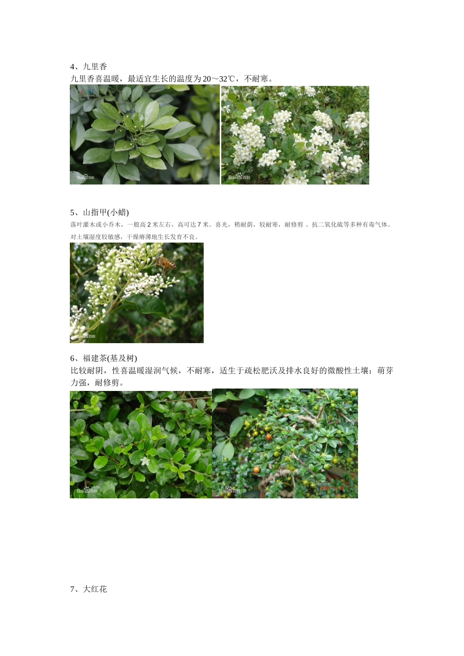 广东常见园林植物1_第2页