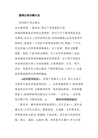 斑鸠公母分辨大全