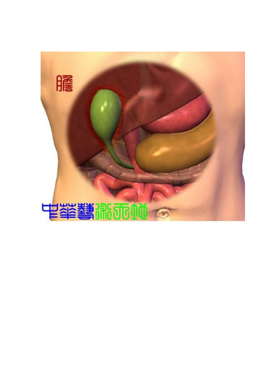 最全人体内脏结构图_第3页