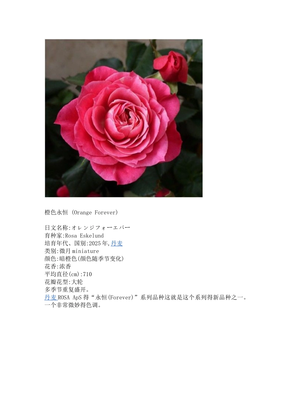 月季微月品种_第2页