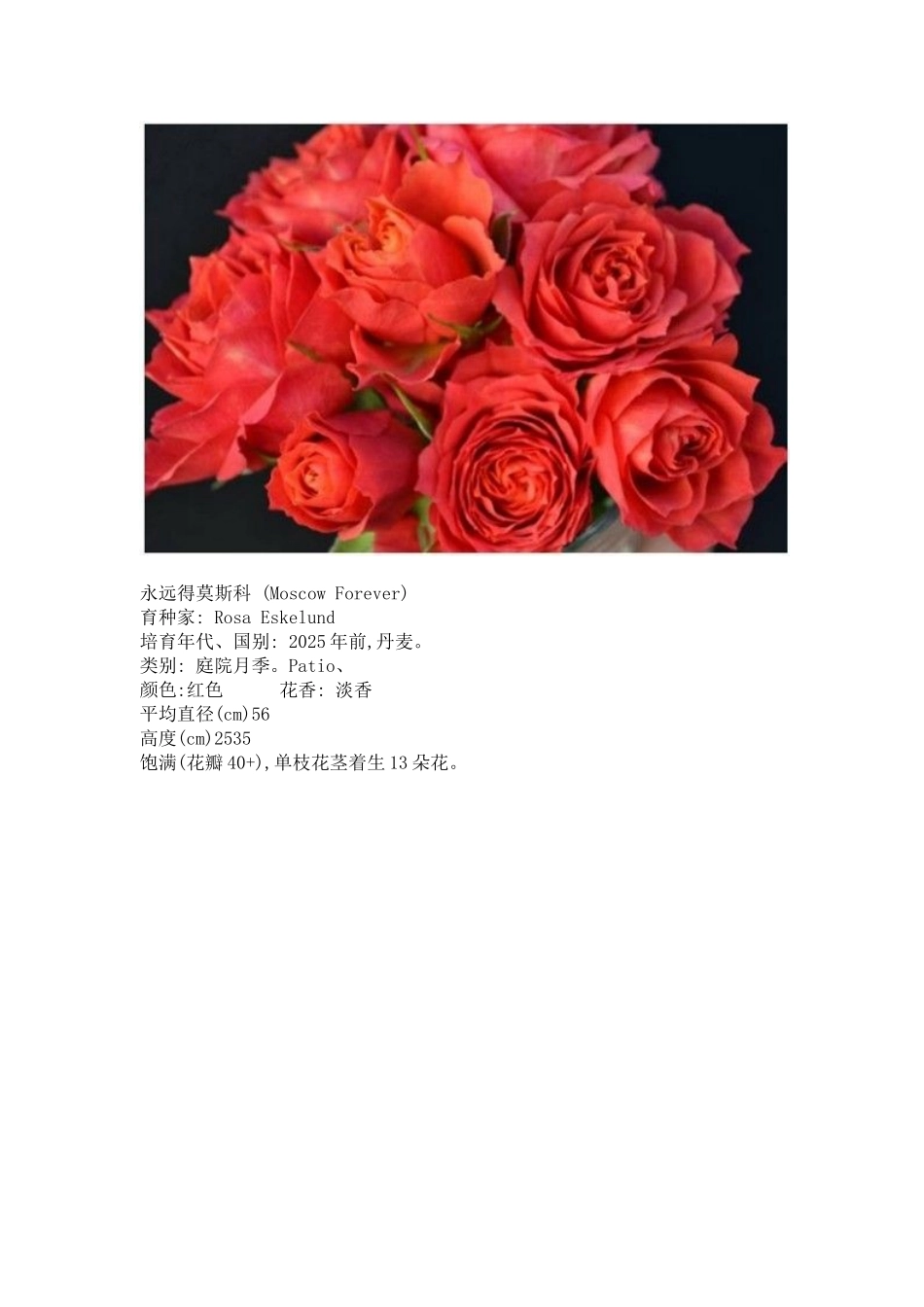 月季微月品种_第3页