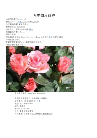 月季微月品种