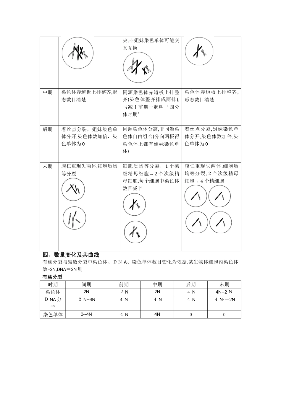 有丝分裂和减数分裂比较_第2页
