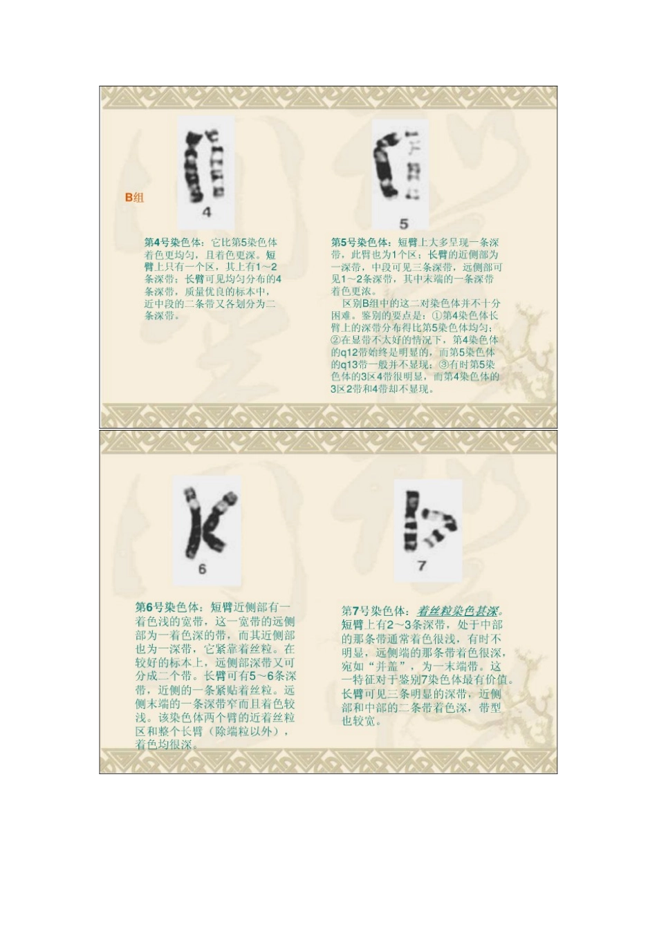 核型分析 口诀_第3页