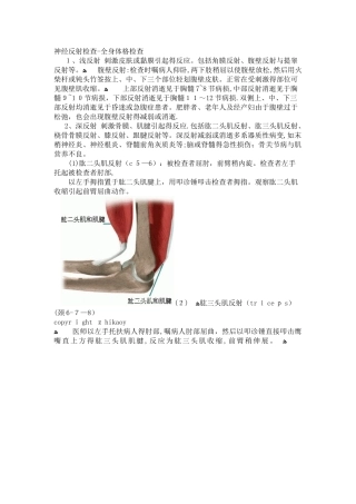 深反射浅反射病理反射