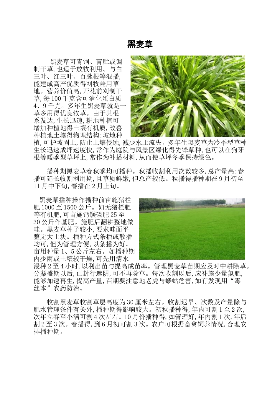 牧草种植技术_第1页