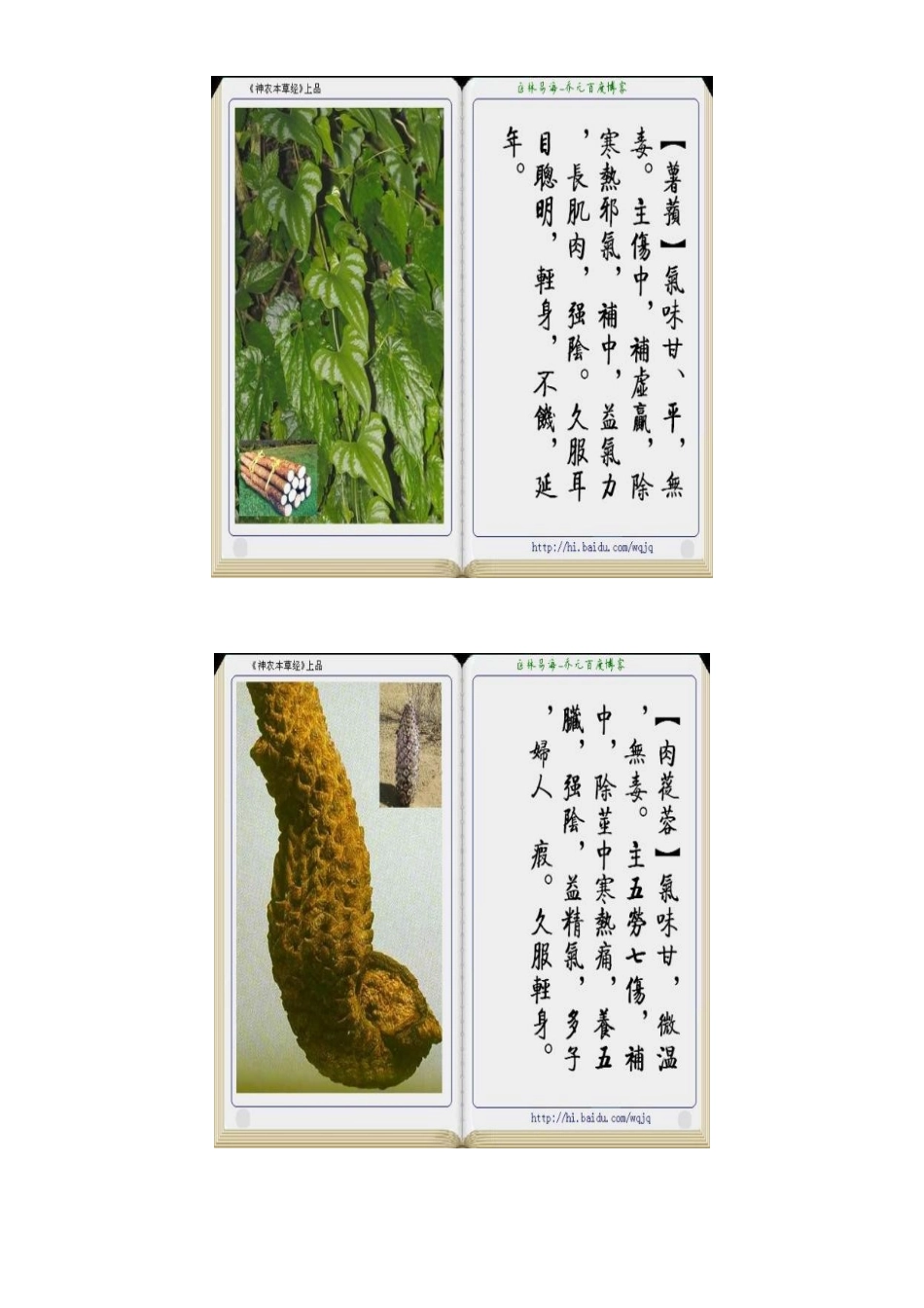 百种常见名草药、中草药介绍_第3页