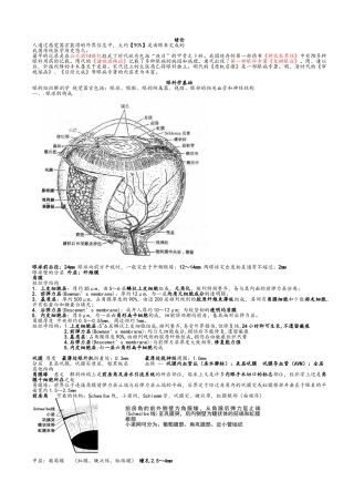 眼科学重点总结人卫第八版