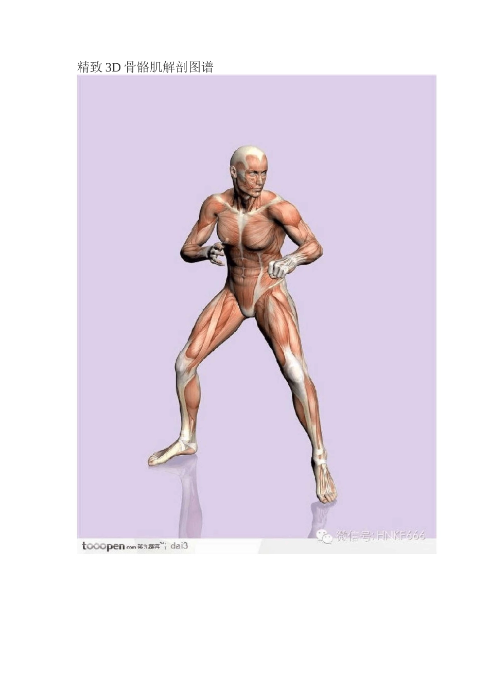 精美3D骨骼肌解剖图谱_第1页