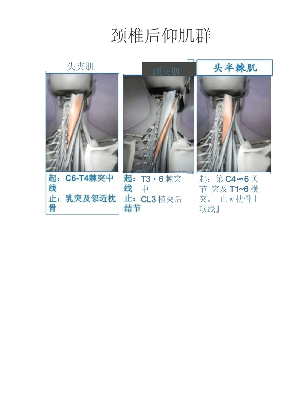 精美3D骨骼肌解剖图谱_第2页