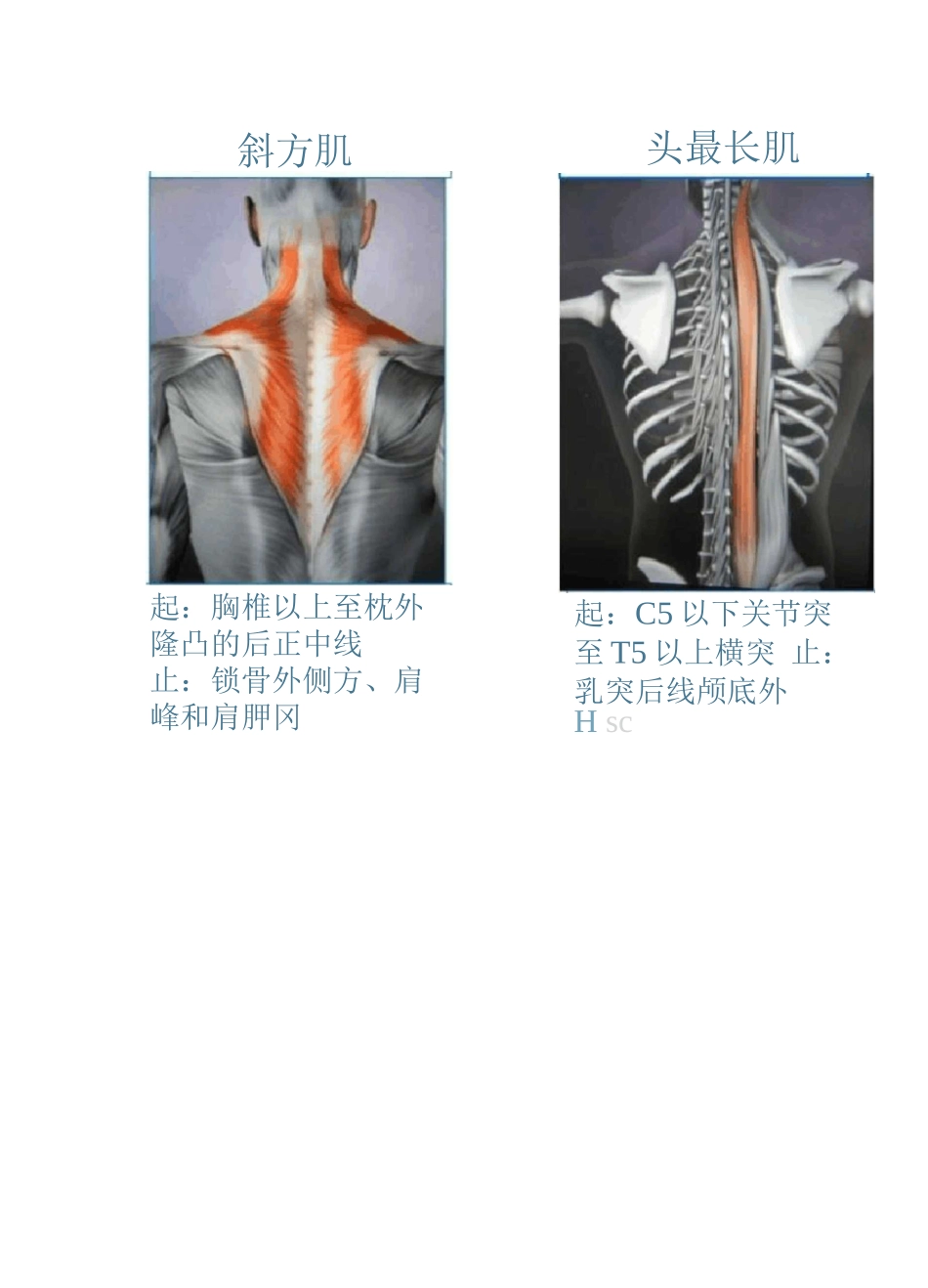 精美3D骨骼肌解剖图谱_第3页