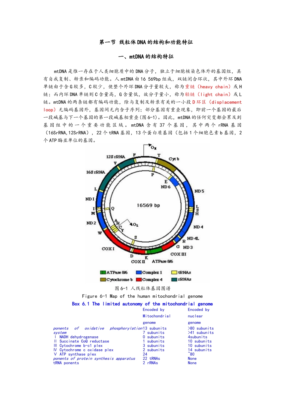 线粒体DNA的结构和功能特征_第1页