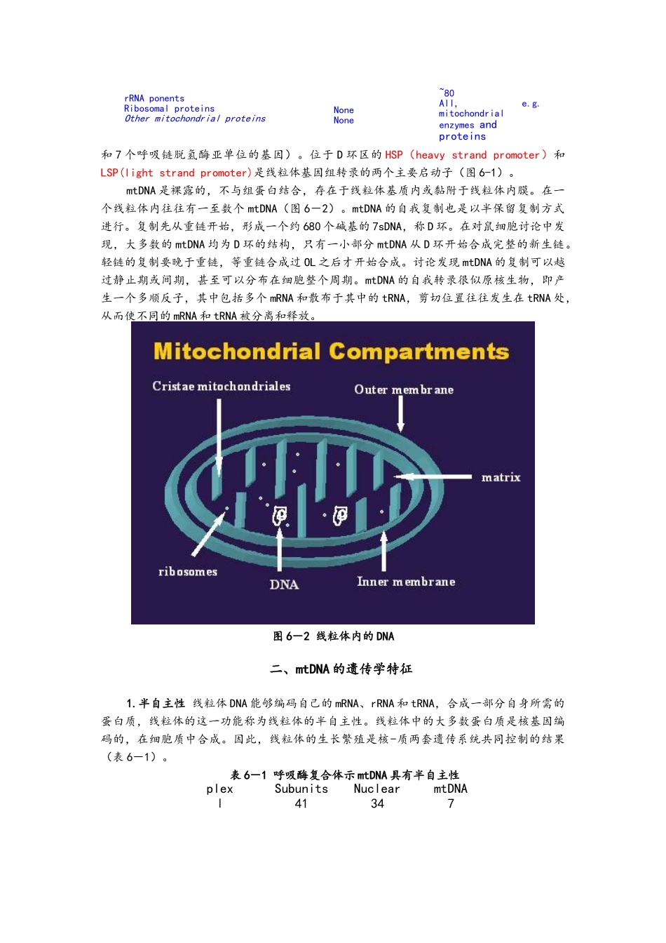 线粒体DNA的结构和功能特征_第2页