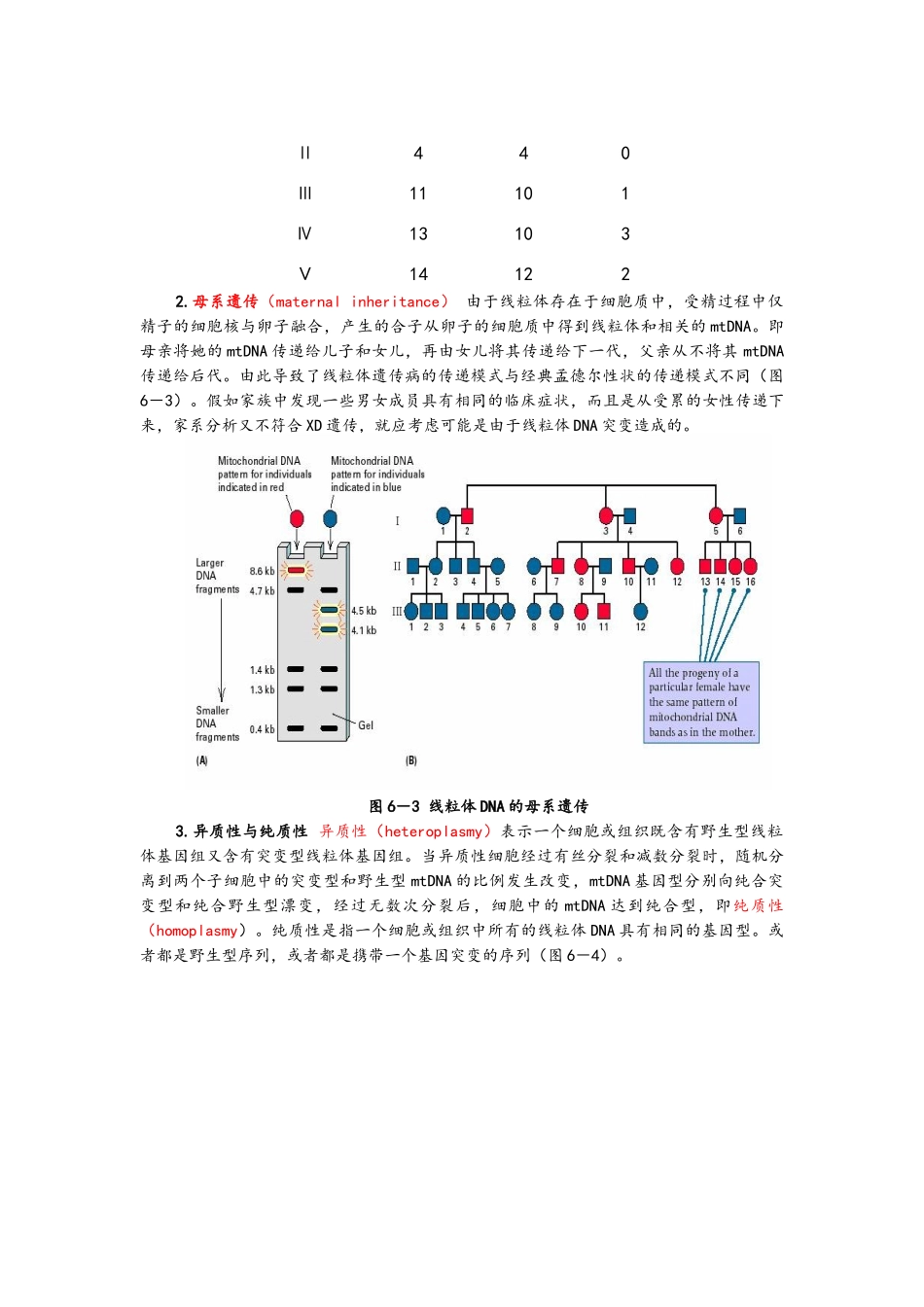 线粒体DNA的结构和功能特征_第3页