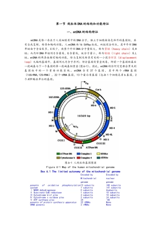 线粒体DNA的结构和功能特征