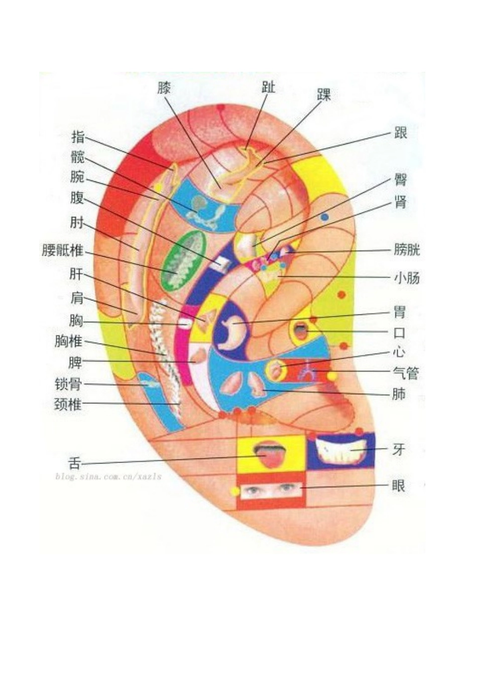 耳部穴位反射图_第3页