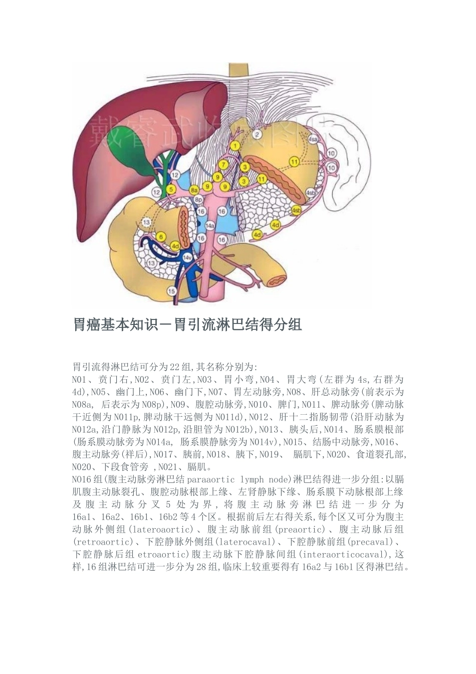 胃癌清扫淋巴结分组图_第1页