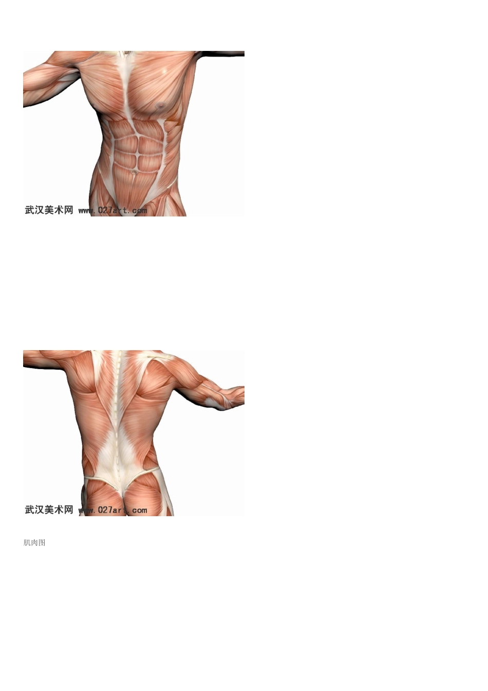 艺用人体解剖图_第2页