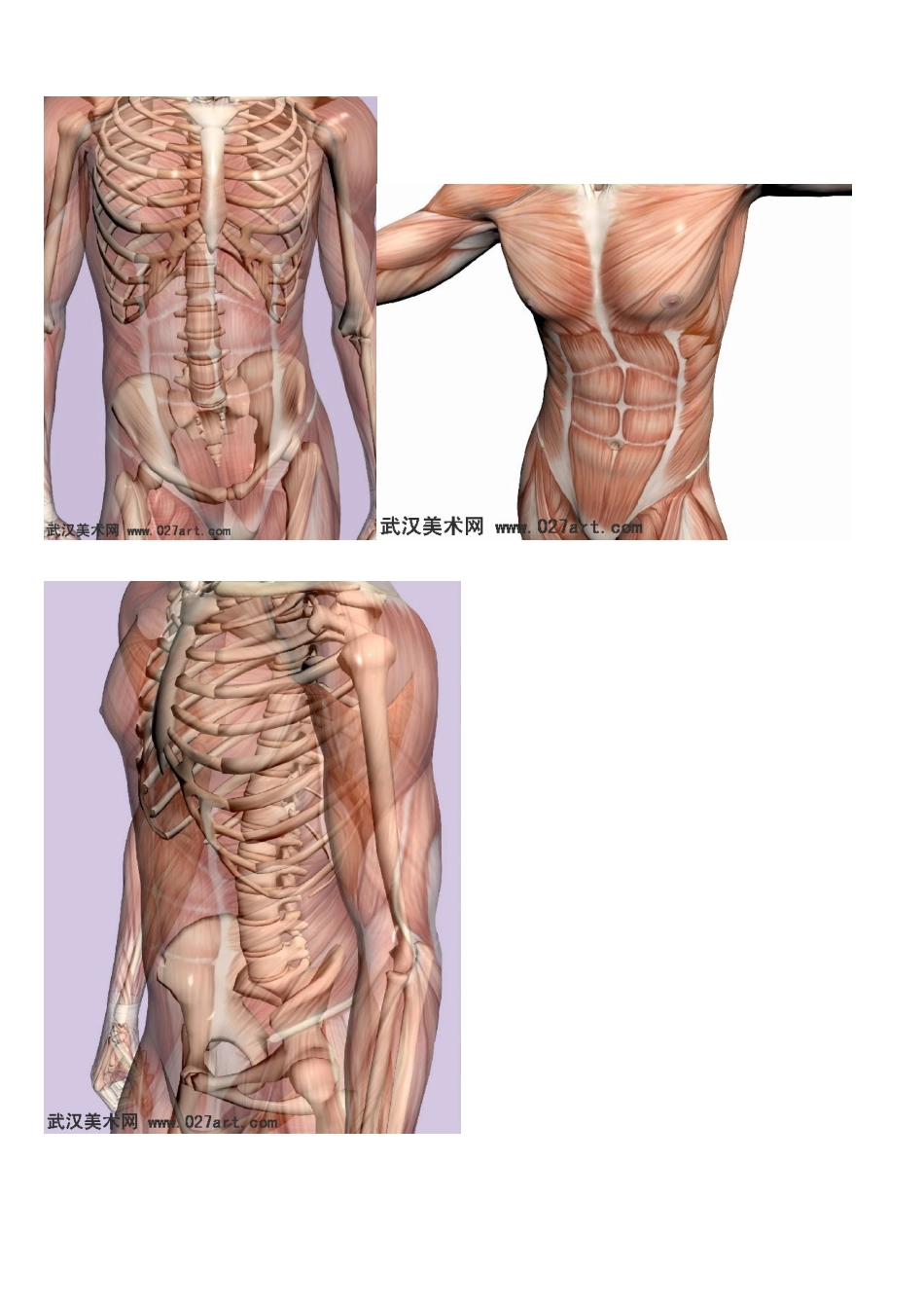 艺用人体解剖图_第3页