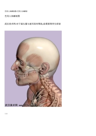 艺用人体解剖图