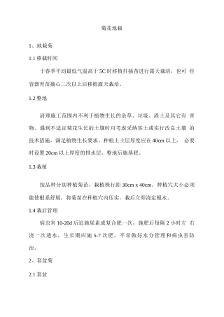 菊花地栽技术