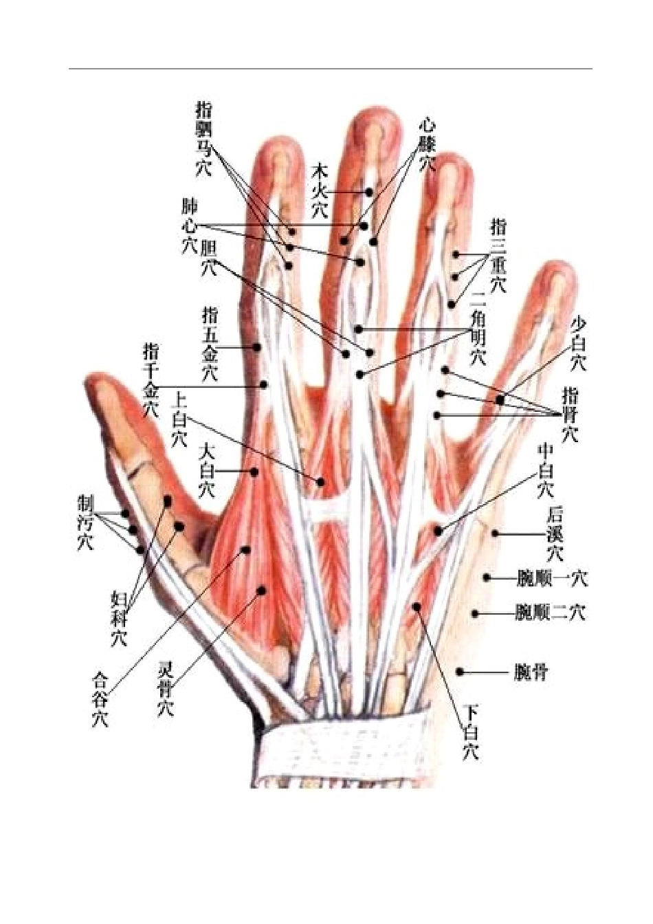 董氏针灸最详细的图_第2页