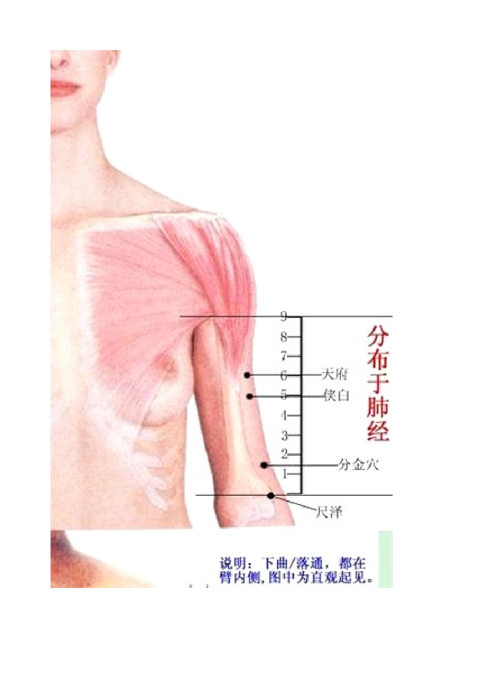 董氏针灸最详细的图_第3页