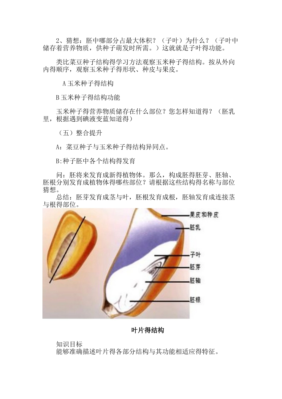 观察种子的结构教案_第2页