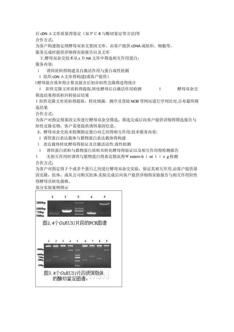 酵母双杂交文库筛选与蛋白互作验证服务_第3页