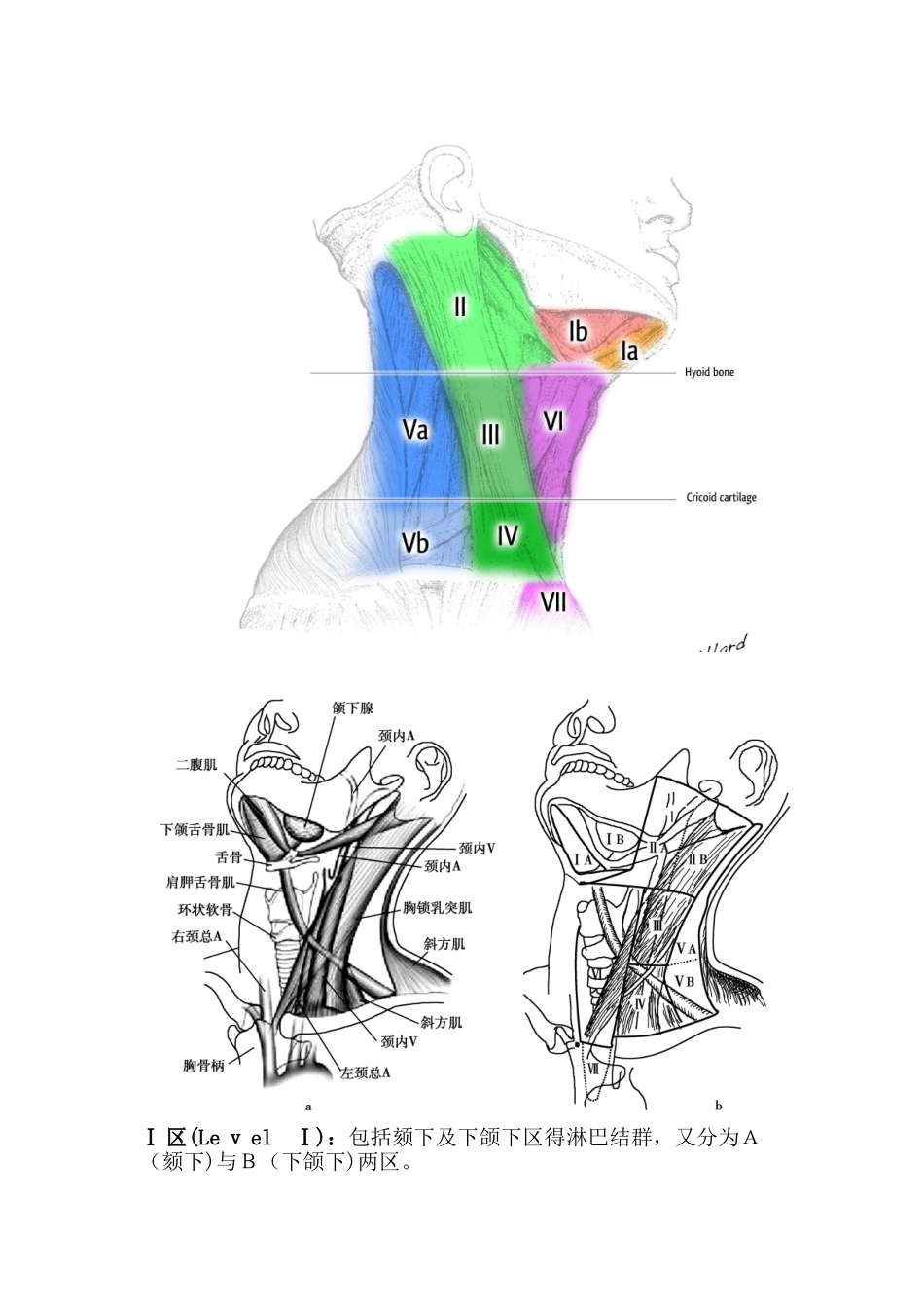 颈部淋巴结分区示意图_第1页