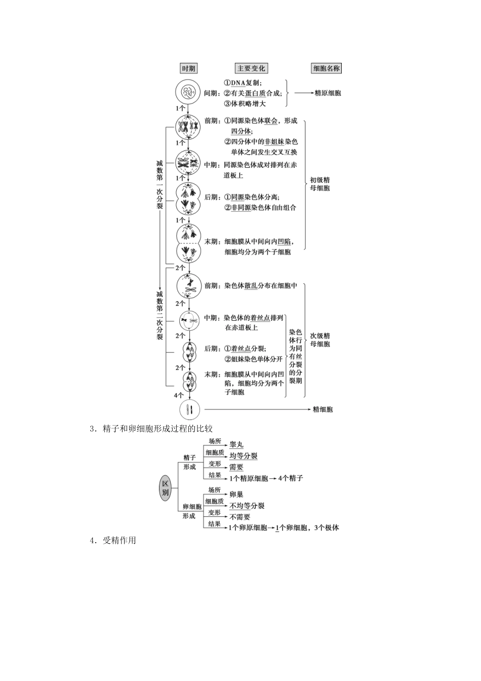 （选考）新高考生物一轮复习 第四单元 细胞的生命历程 第11讲 减数分裂及受精作用学案 新人教版-新人教版高三全册生物学案_第2页